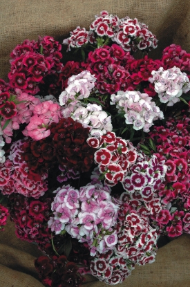 Picture of Sweet William - Auricula Eyed Mixed